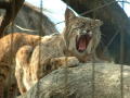 Photograph: [Close-up of wildcat yawn]