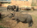 Primary view of [Two rhinos and a tire]