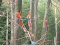 Primary view of [Five parrots]
