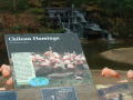 Thumbnail image of item number 1 in: '[Flamingo exhibit]'.