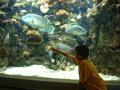 Photograph: [Small boy reaches out to touch the glass where several fish swim]