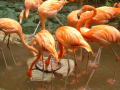 Thumbnail image of item number 1 in: '[Flamingos feeding]'.