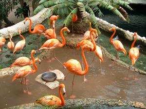 Primary view of object titled '[Flock of flamingos in their pond, one in the foreground eyeing the photographer]'.