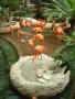 Primary view of [Flock of flamingos with large round cement birdbath]