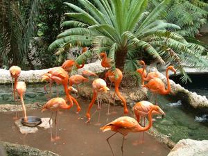 Primary view of object titled '[Flock of flamingos with palm plant]'.