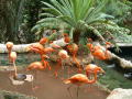 Thumbnail image of item number 1 in: '[Flock of flamingos with palm plant]'.