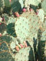 Primary view of [Close-up of cactus plant]