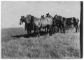 Photograph: Horses Pulling a Plow
