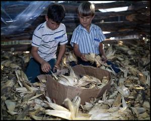Primary view of object titled '[Boys in Corn Crib]'.