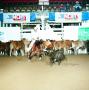 Photograph: [Cutting Horse Competition: Tivios Missy Bev #8]