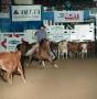 Thumbnail image of item number 1 in: '[Cutting Horse Competition: Show Biz Sandy]'.