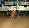 Primary view of [Cutting Horse Competition: Anns Playboy]