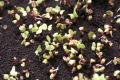 Primary view of [Newly sprouting micro vegetables]