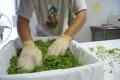 Photograph: [Working with container of micro vegetables]