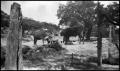 Photograph: [Photograph of Cows at a Trough]