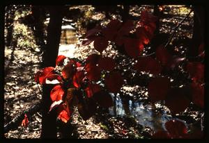 Primary view of object titled '[Dogwood Tree wearing Autumn Leaves]'.