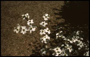Primary view of object titled '[Dogwood Blooms - Anderson County]'.