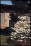 Photograph: [Dogwoods in Bloom in Front of the Carnegie Building]