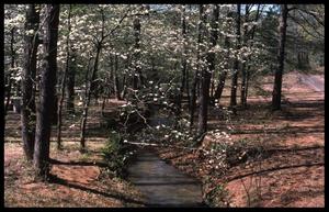Primary view of object titled '[Photograph of Small Creek in Davey Dogwood Park during the Spring]'.