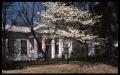 Photograph: [Dogwood Tree in front of the Howard House - 1011 N. Perry]