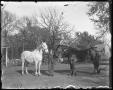 Photograph: [Man holding two horses]