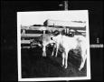 Photograph: [Two Cows in a Fenced-In Area]