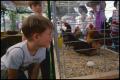 Primary view of [Young Boy at the Alamo Poultry Club Exhibit]