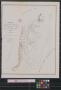 Thumbnail image of item number 1 in: 'Chart showing approximate location of works proposed for the improvement of Cavallo Pass entrance to Matagorda Bay Texas: to accompany report of the Board of this date.'.