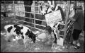Photograph: [Kids with Calves at Agri-Masters Cow Classroom]