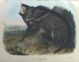 Primary view of "Collared Peccary"