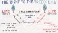 Primary view of The Right to the Tree of Life