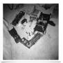 Thumbnail image of item number 1 in: 'Group of toys on the floor of a room'.