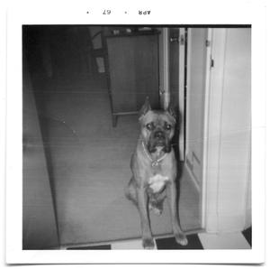 Primary view of object titled 'Boxer dog sitting in a hallway'.