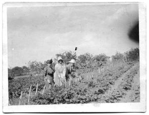 Primary view of object titled 'Three women in the middle of a crop field'.