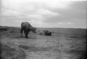 Primary view of object titled 'Cows After Tornado'.
