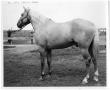 Photograph: [Quarter Horse named Hollywood George]