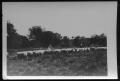 Photograph: [Sheep grazing in field, trees]