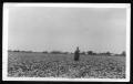 Primary view of [Will Crubaugh in cotton field at his farm in Denton, Texas]