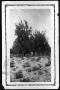 Primary view of [Two men standing under 50 year old pear tree at the A J Sheffield Farm]