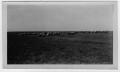 Primary view of [Sheep grazing on O A Peterson Farm, Justin-Roanoke area]