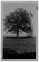 Photograph: [Man standing under a very large tree]