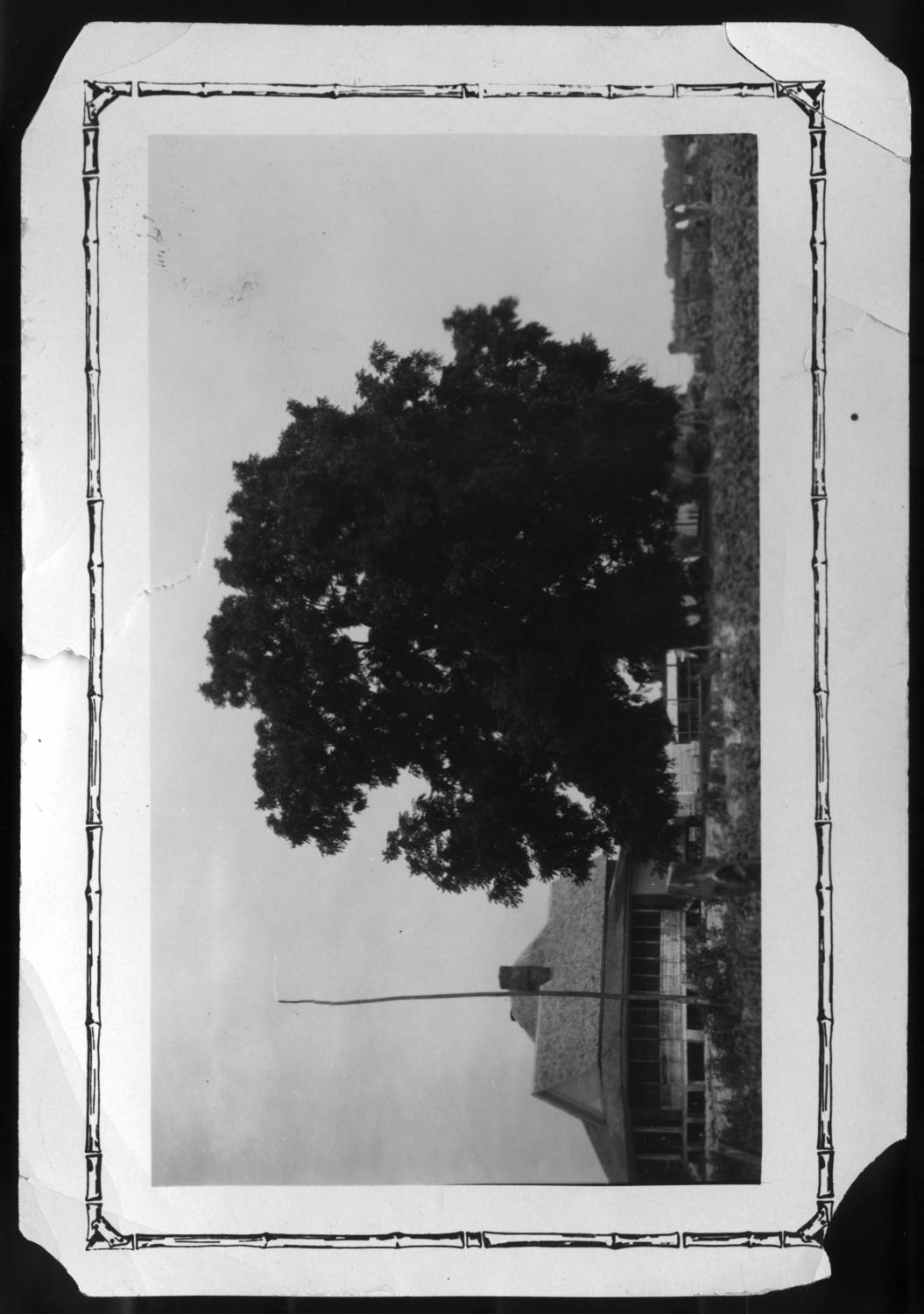 [Huge Walnut Tree, Mt. Vernon, Franklin County, TX]
                                                
                                                    [Sequence #]: 1 of 1
                                                