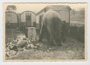 Primary view of object titled '[Photograph of Elephant by Trailers]'.