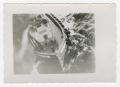 Photograph: [Photograph of a Boat from Above]