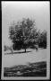 Thumbnail image of item number 1 in: '[Pecan Tree in orchard of Judge F.B.Guinn, Rusk, TX]'.