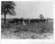 Photograph: Oxen sold by G.R. Mace
