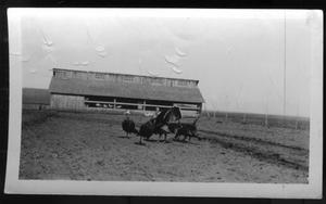 Primary view of object titled '[O. A. Peterson Farm]'.