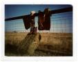 Photograph: [Tools of the cowboy on Edwards' fence]