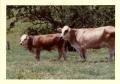 Photograph: Simmental Cattle