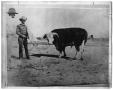 Photograph: Sir Bredwell at C.C. Slaughter's Lazy "S" Ranch